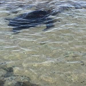 Meet your Posher, Jana